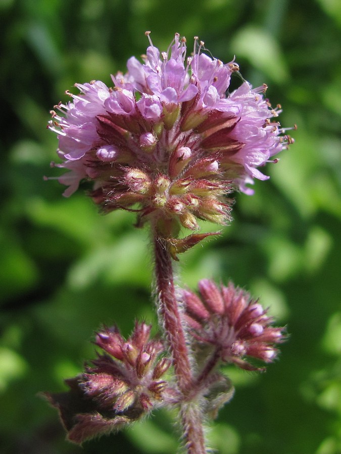 Image of Mentha aquatica specimen.