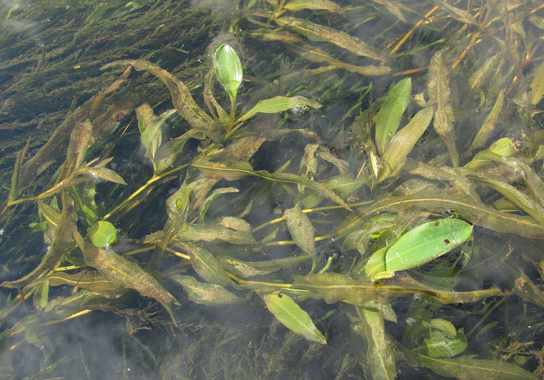 Image of Potamogeton × nericius specimen.