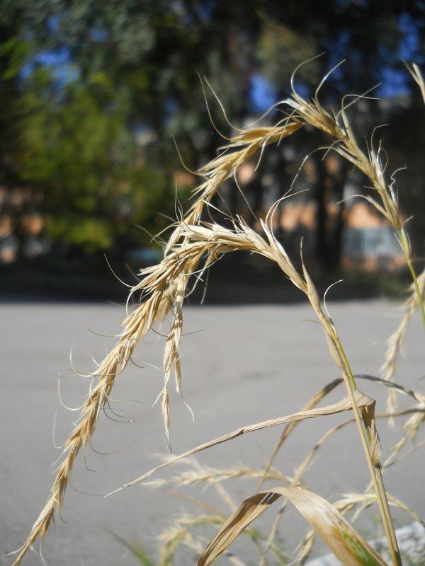 Image of Elymus sibiricus specimen.