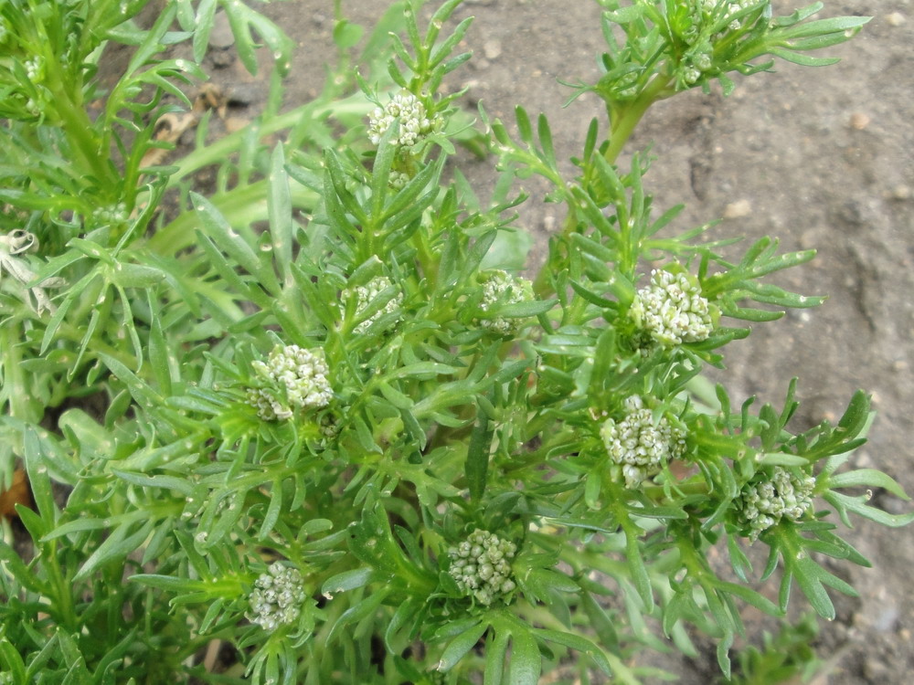 Изображение особи Lepidium meyenii.