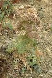 Seseli gummiferum. Отцветающее растение. Крым, Карадаг, экологическая тропа. 9 октября 2011 г.