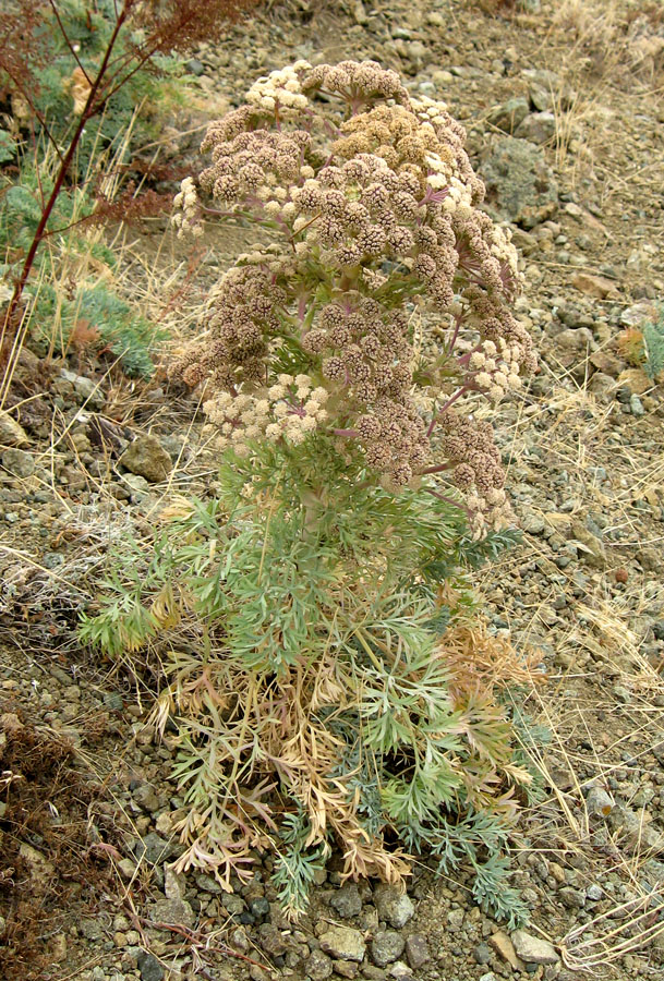 Image of Seseli gummiferum specimen.