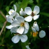 Image of taxon representative. Author is Сергей Апполонов