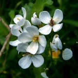 Cardamine dentata. Соцветие. Вологодская обл. Сокольский р-н, дер. Шилыково, пойма р. Кубена. 9 июня 2007 г.