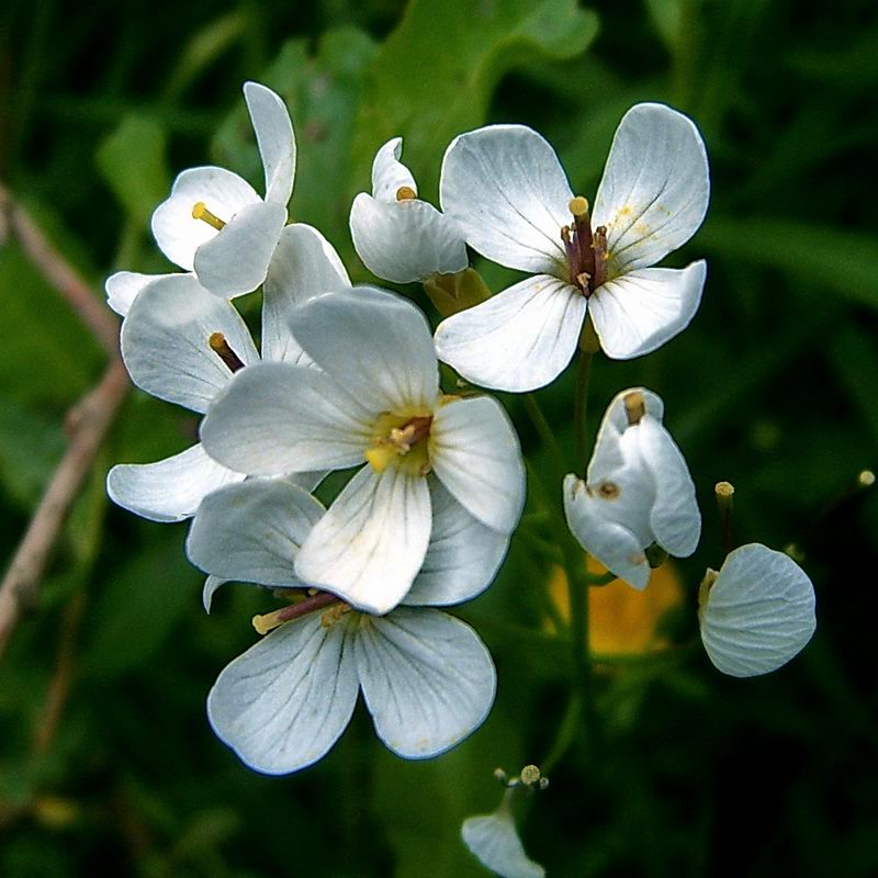 Изображение особи Cardamine dentata.