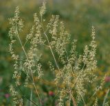 Silene chersonensis. Соцветия. Воронежская обл., Павловский р-н, окр. с. Михайловка (Шипов лес). 18.06.2011.