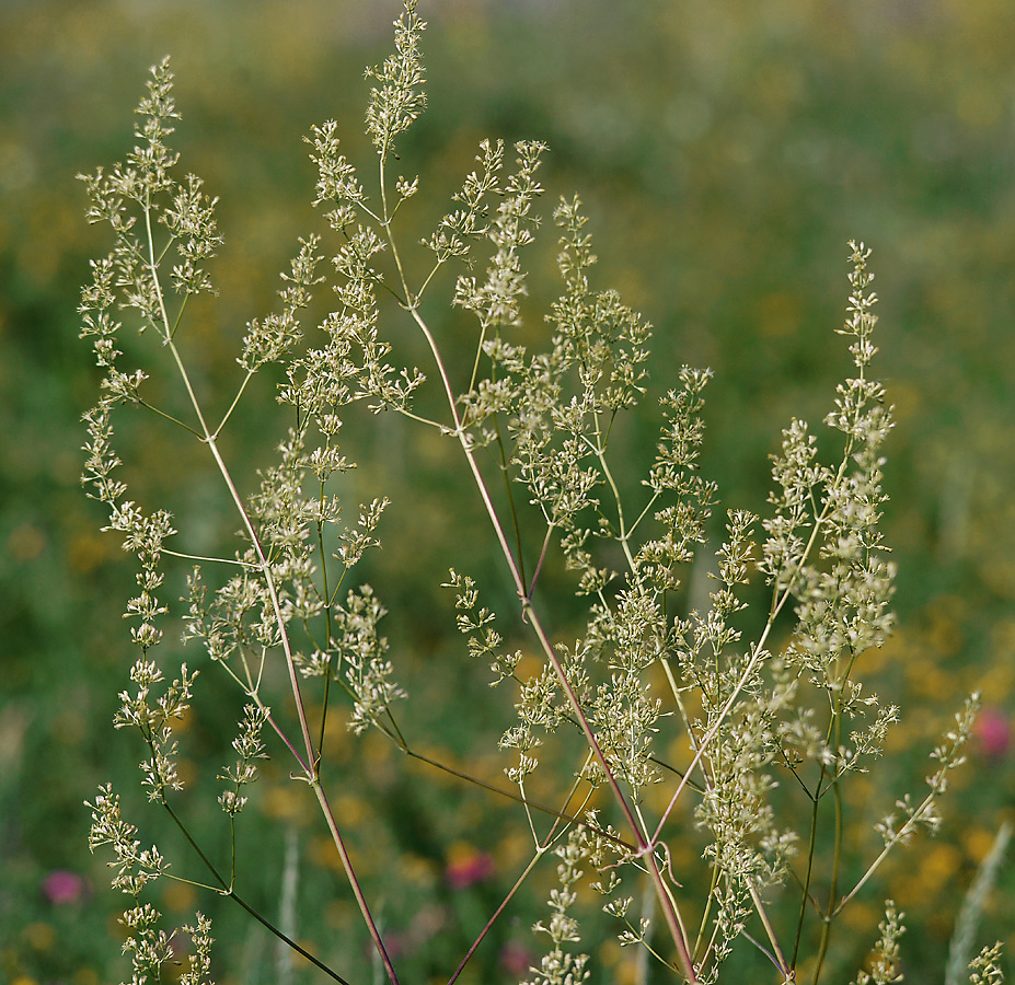 Изображение особи Silene chersonensis.