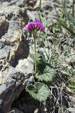 Primula minkwitziae. Цветущее растение. Южный Казахстан, Таласский Алатау, ущелье Коксай, 2750 м н.у.м. 20.07.2010.