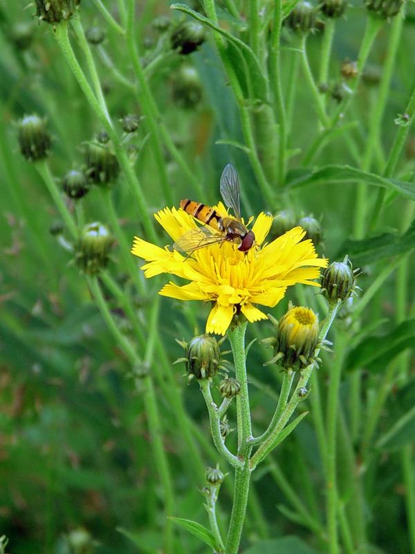 Image of Hieracium umbellatum specimen.