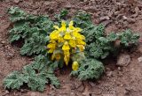 Phlomoides speciosa. Цветущее растение. Казахстан, Алматинская обл., Райымбекский р-н, горы Кулуктау. 10.05.2011.