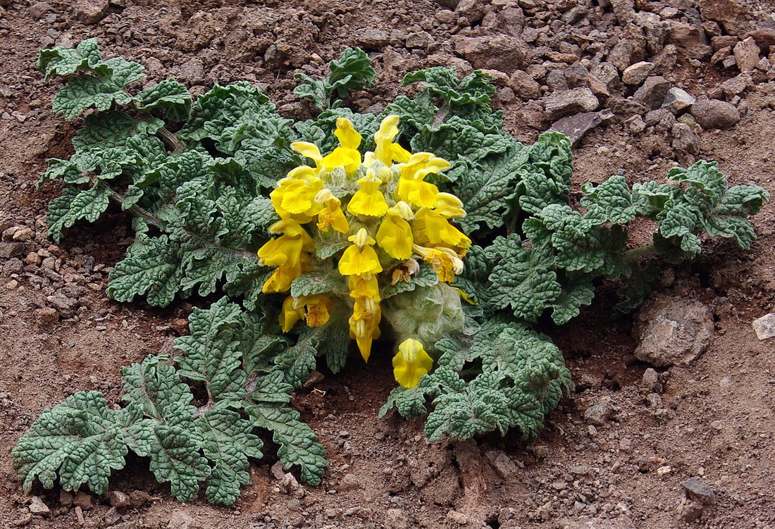 Изображение особи Phlomoides speciosa.