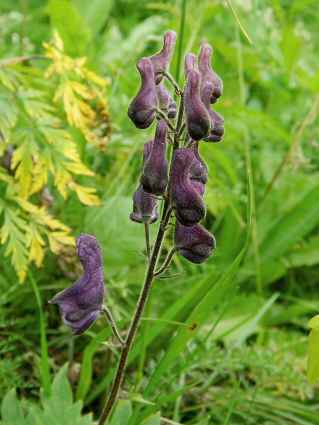 Изображение особи Aconitum septentrionale.