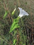 Calystegia sepium