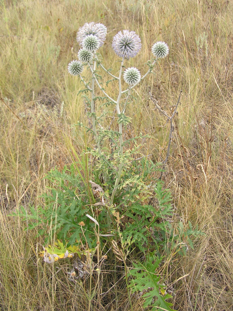 Изображение особи Echinops sphaerocephalus.