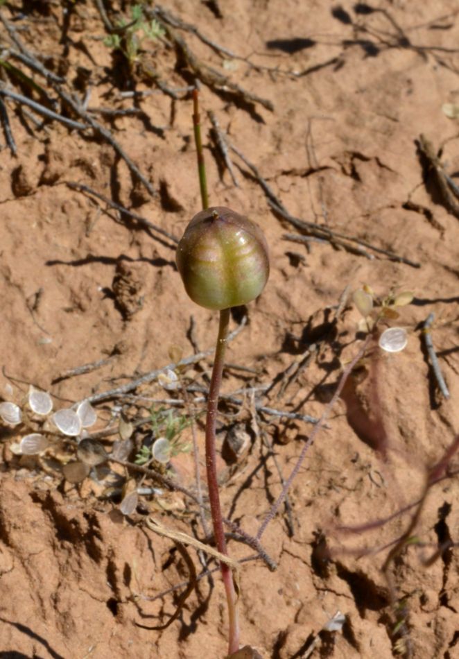 Image of Tulipa biflora specimen.