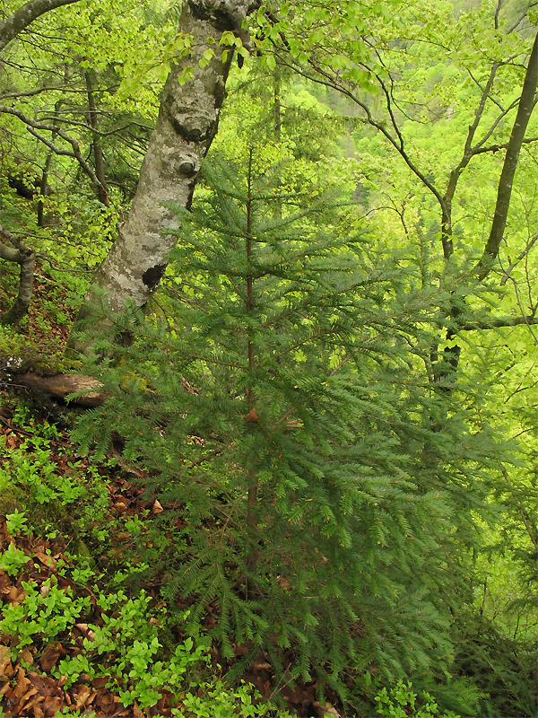 Изображение особи Taxus baccata.