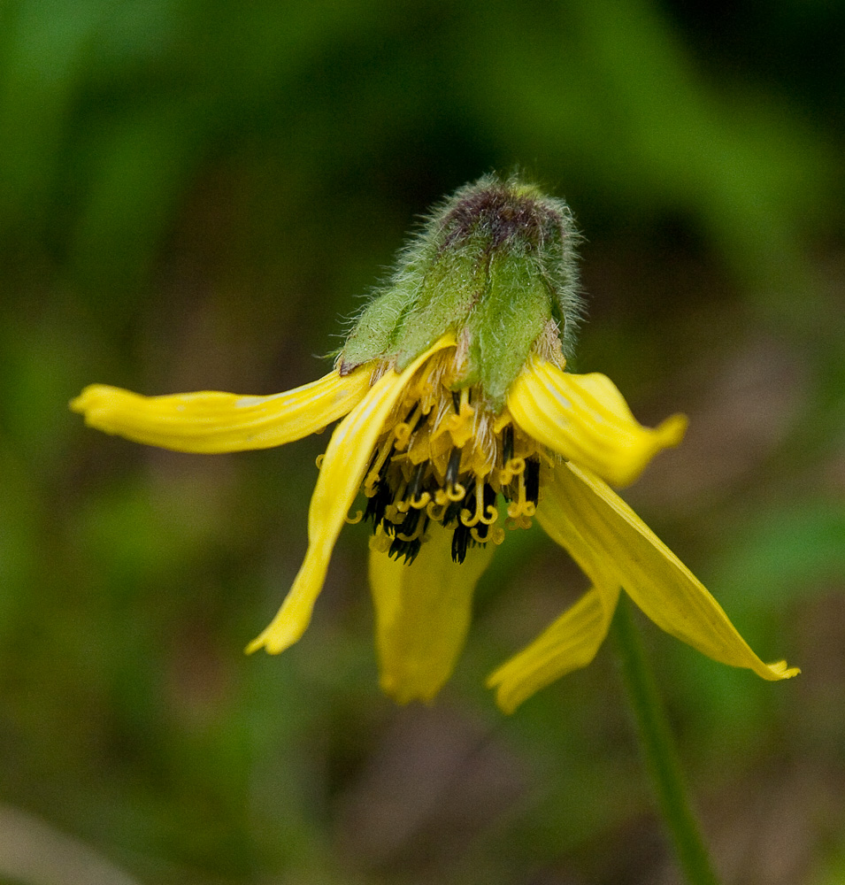 Изображение особи Arnica lessingii.