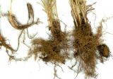 Carex sajanensis