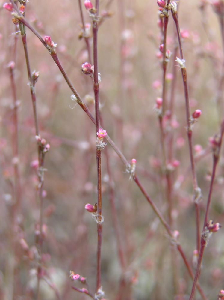 Изображение особи Polygonum novoascanicum.