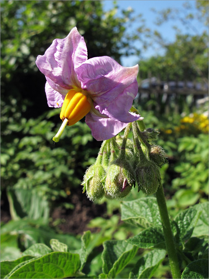 Изображение особи Solanum tuberosum.