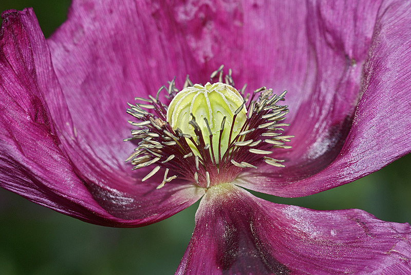 Image of Papaver somniferum specimen.