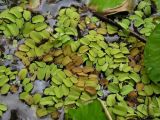 Salvinia natans