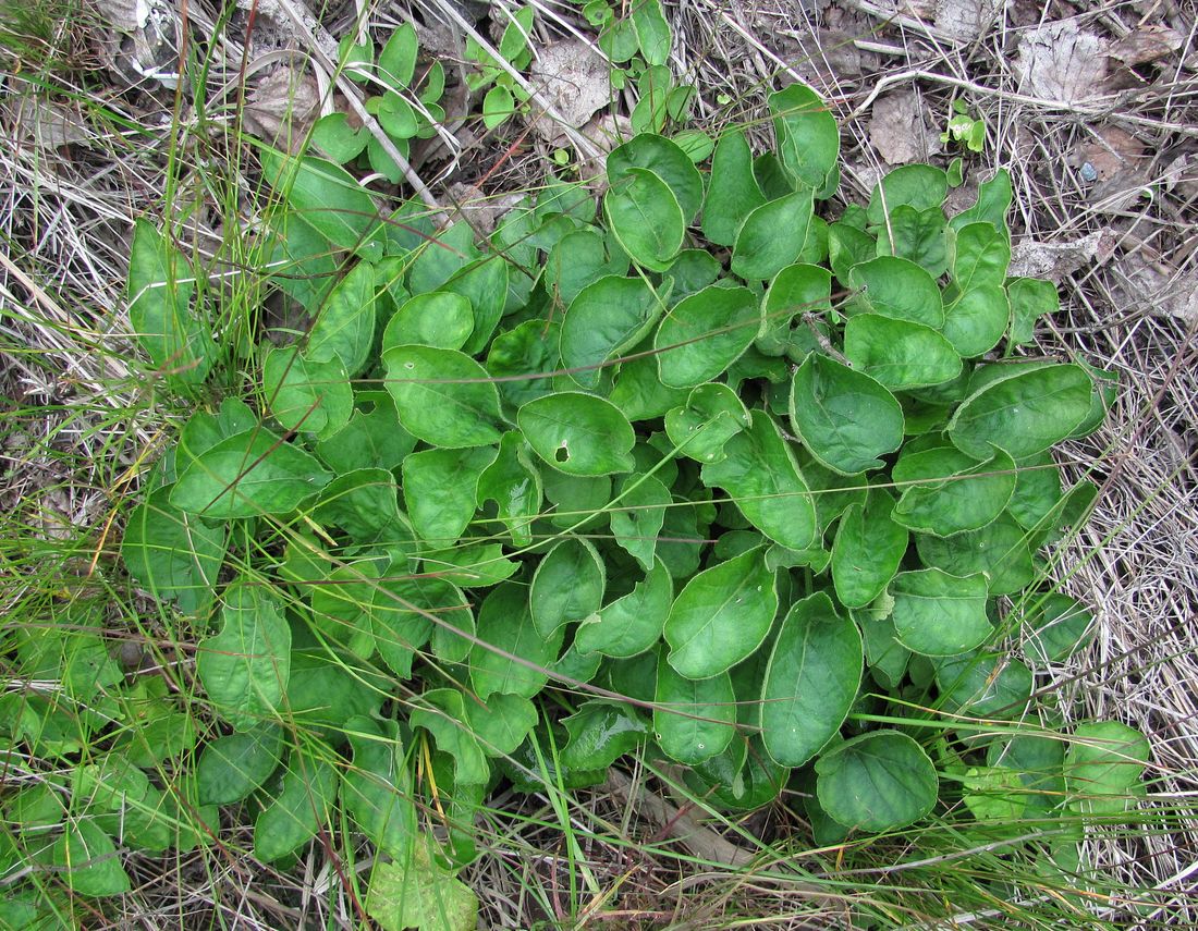 Image of genus Viola specimen.