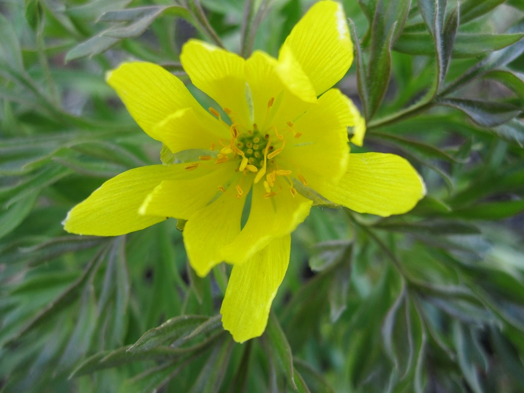 Image of Adonis villosa specimen.