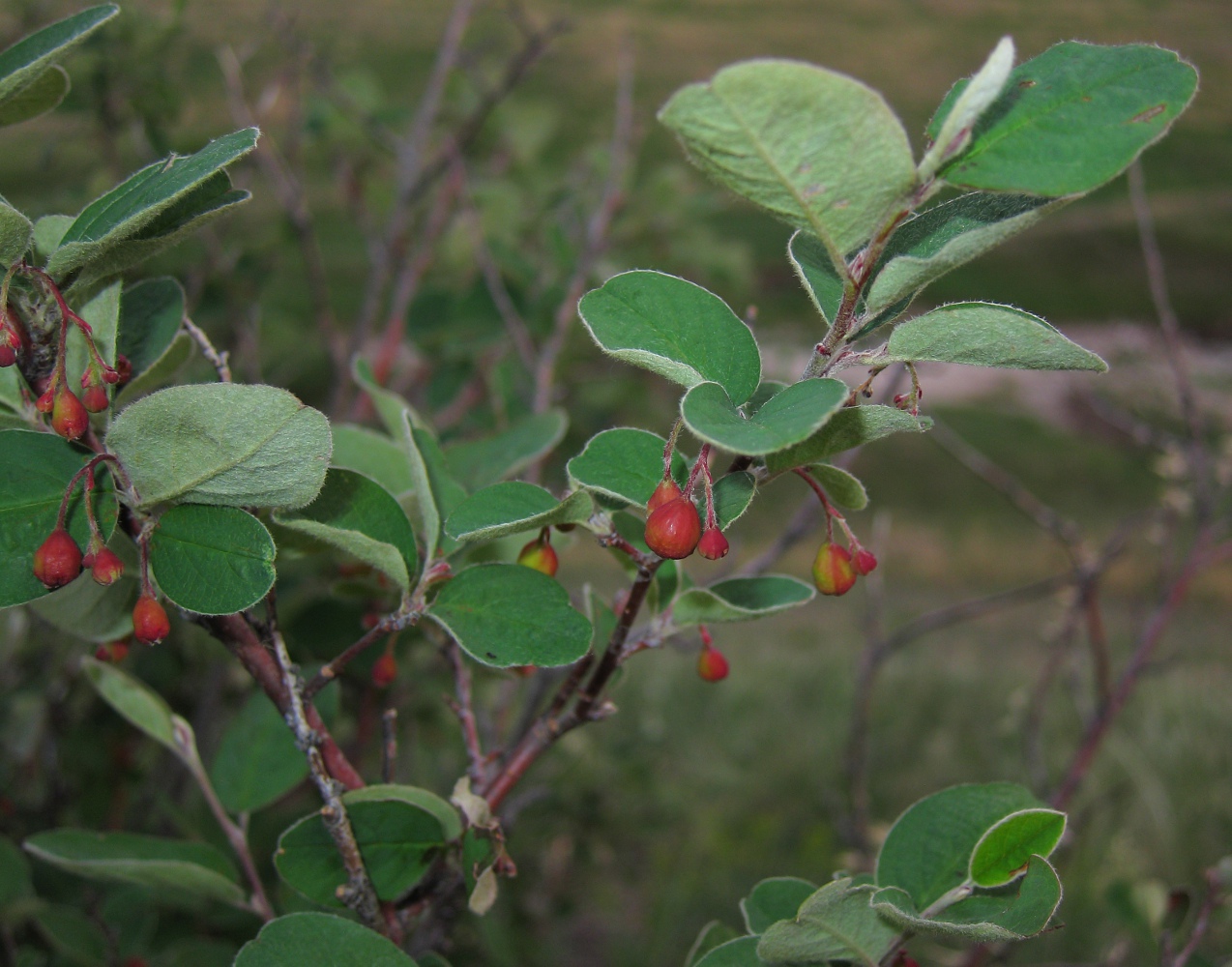 Изображение особи Cotoneaster melanocarpus.