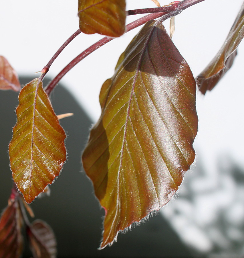 Image of Fagus sylvatica var. purpurea specimen.