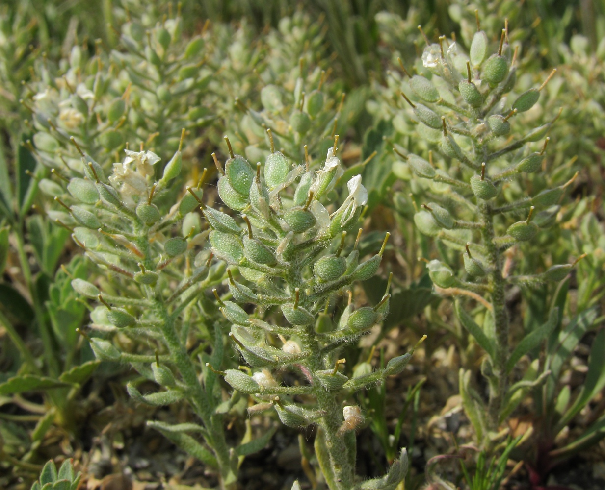 Изображение особи Alyssum lenense.