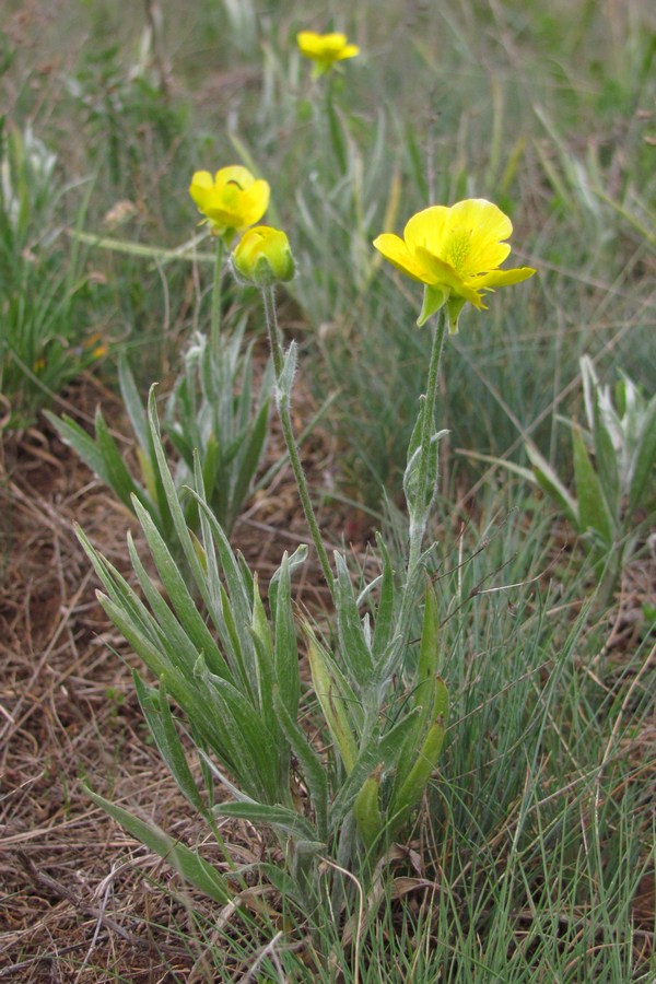 Изображение особи Ranunculus illyricus.