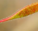 Caesalpinia gilliesii