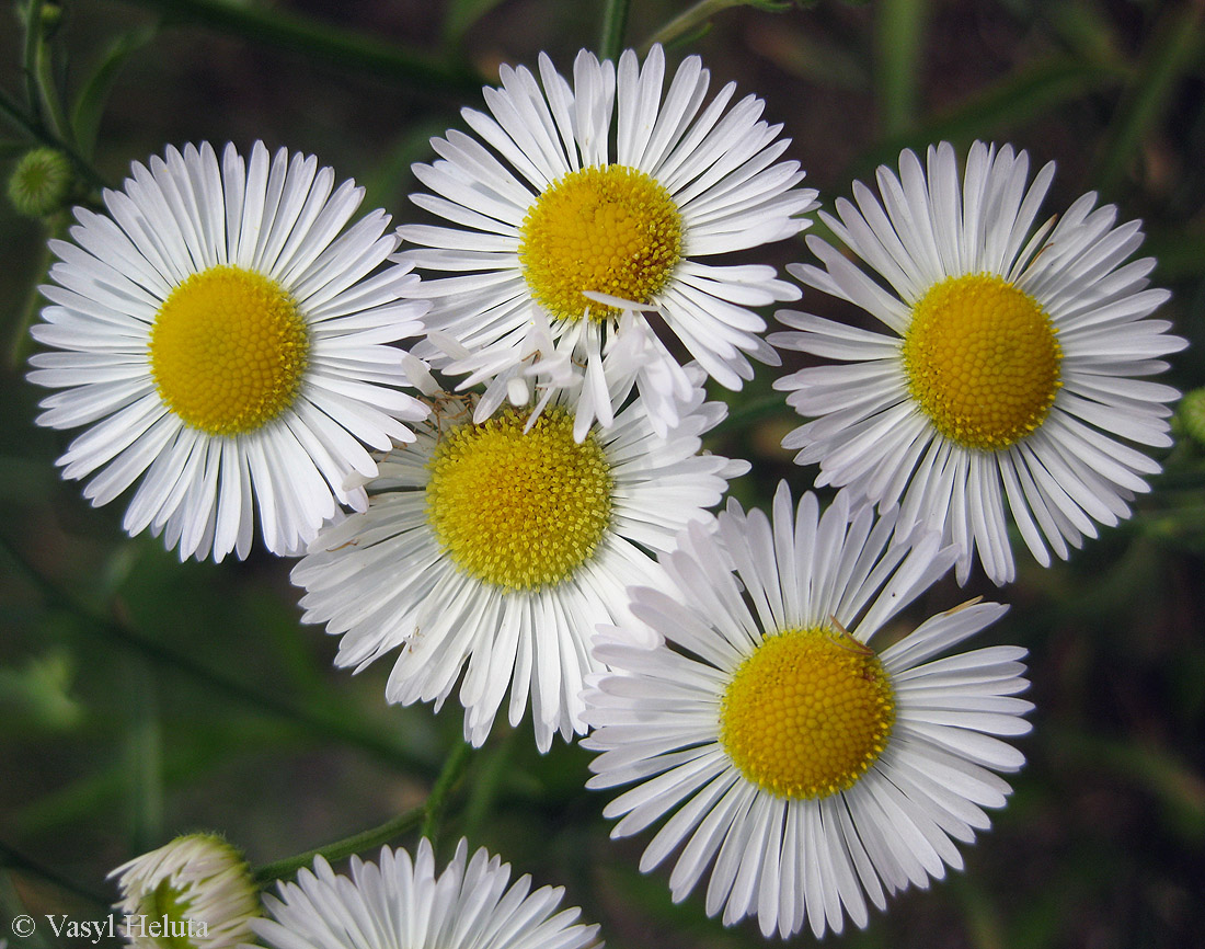 Изображение особи Erigeron strigosus.