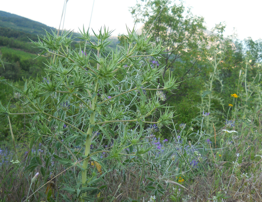 Изображение особи Eryngium campestre.