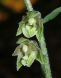 Epipactis microphylla. Цветки. Крым, Белогорский р-н, окр. с. Земляничное. 13 июня 2012 г.