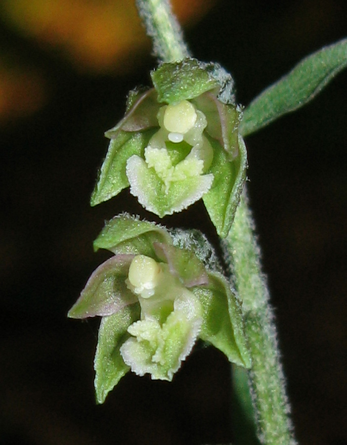 Изображение особи Epipactis microphylla.