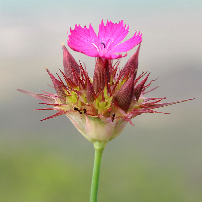 Image of Dianthus subulosus specimen.