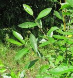 Salix myrsinifolia. Верхушки побегов. Окр. Архангельска, окраина свалки древесных отходов. 10.07.2012.