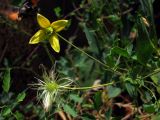 Clematis orientalis