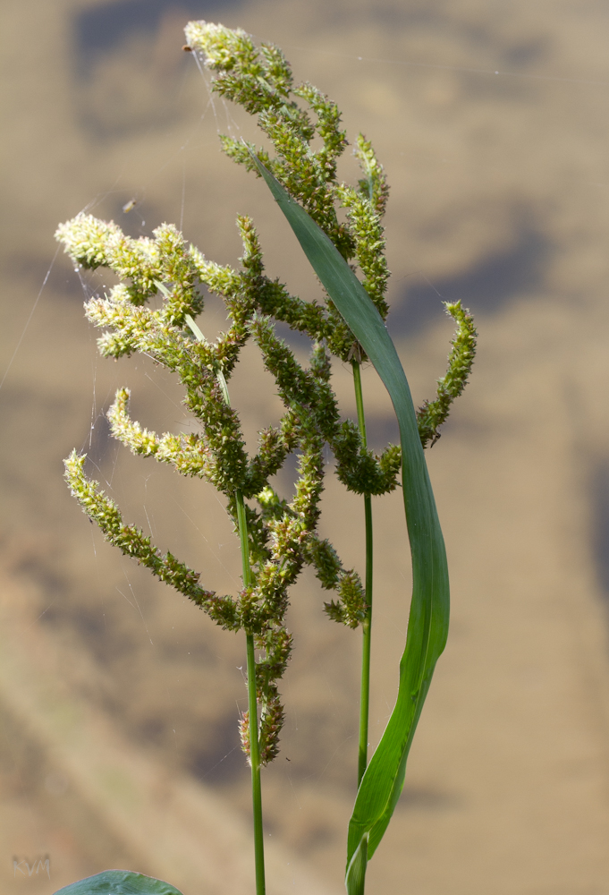 Image of Echinochloa crus-galli specimen.