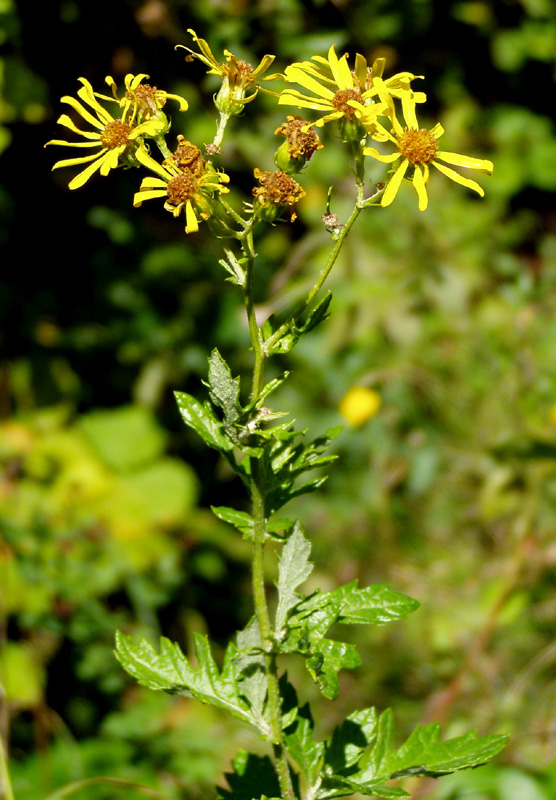 Изображение особи Senecio grandidentatus.