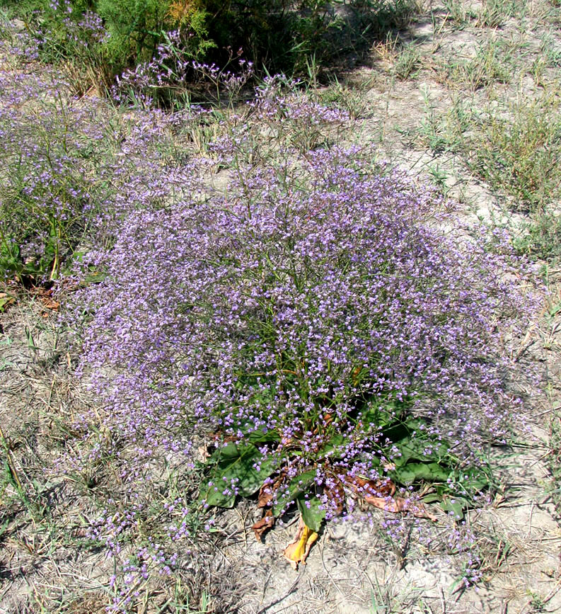 Изображение особи Limonium scoparium.