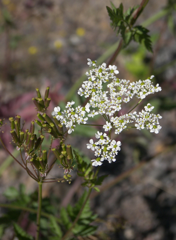 Image of Anthriscus ruprechtii specimen.