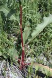 Rumex crispus