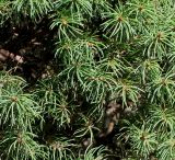 Picea glauca