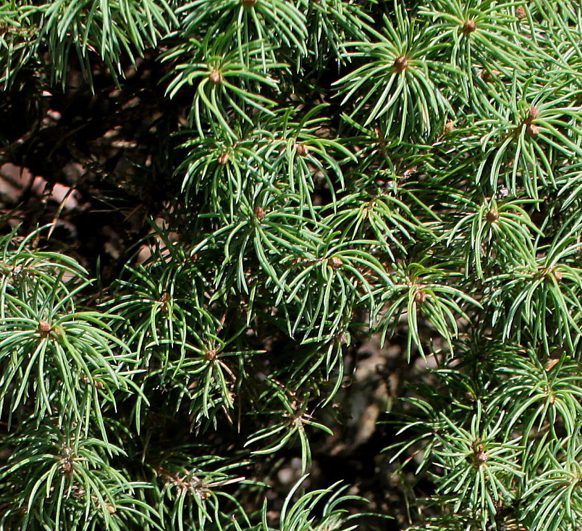 Изображение особи Picea glauca.