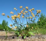 Anthyllis vulneraria