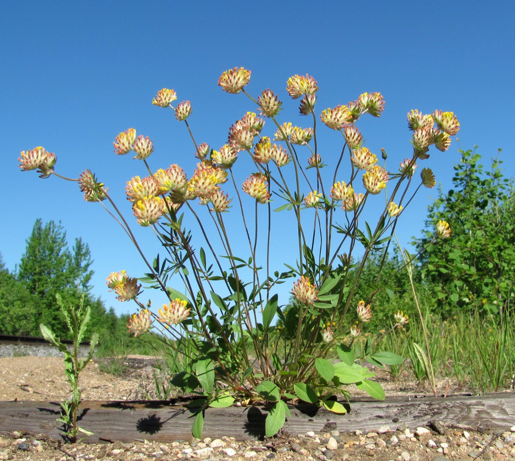 Изображение особи Anthyllis vulneraria.