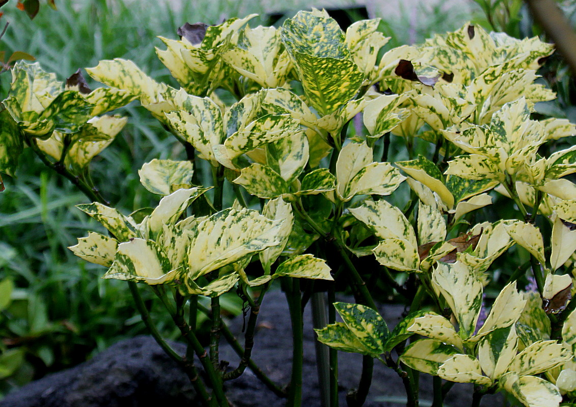 Image of Aucuba japonica specimen.